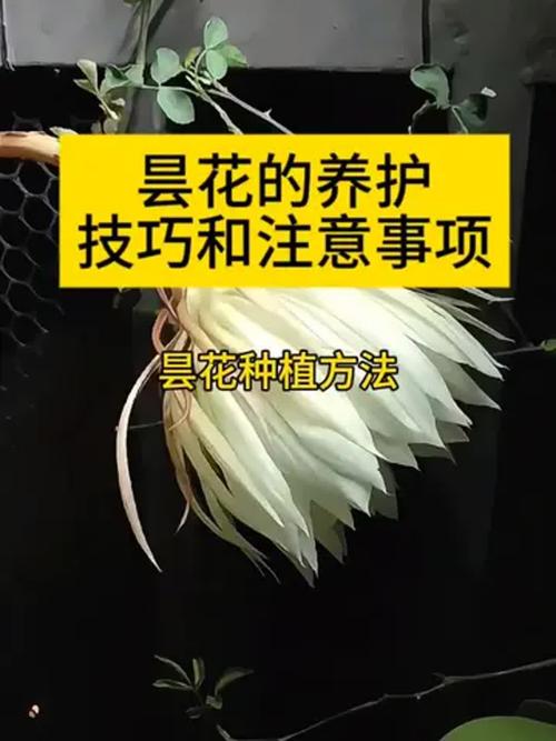 昙花怎么养才能开花？-第2张图片-宁夏农业信息网