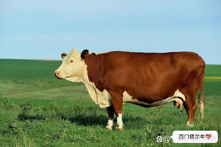 肉牛品种哪个更好吃？-第2张图片-宁夏农业信息网