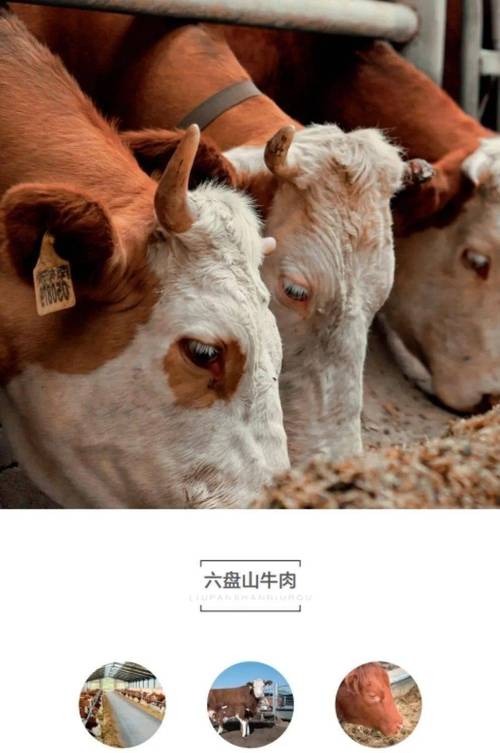 肉牛品种哪个更好吃？-第3张图片-宁夏农业信息网