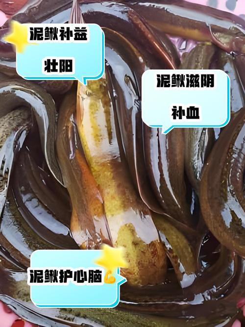 泥鳅常见疾病有哪些？如何有效防治？-第2张图片-宁夏农业信息网