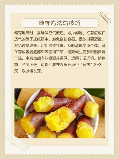 凉薯怎么种？时间、方法、管理有啥讲究？-第1张图片-宁夏农业信息网