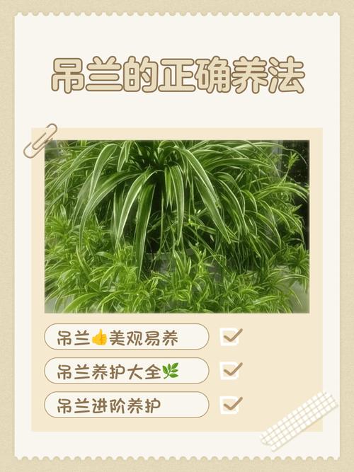 吊兰怎么种才茂盛？养护有哪些要注意？-第1张图片-宁夏农业信息网