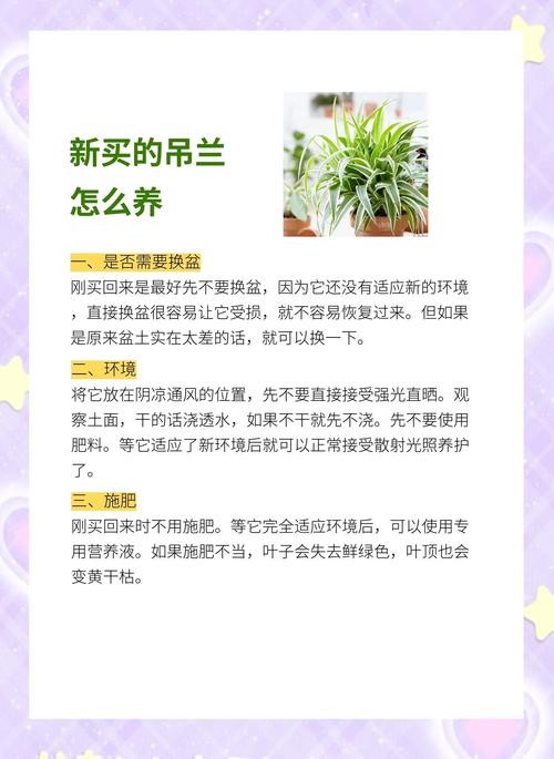 吊兰怎么种才茂盛？养护有哪些要注意？-第2张图片-宁夏农业信息网