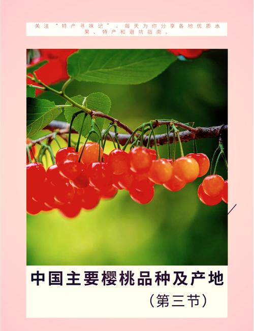 哪些樱桃品种最具发展前景？-第1张图片-宁夏农业信息网