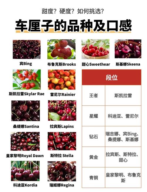 哪些樱桃品种最具发展前景？-第2张图片-宁夏农业信息网