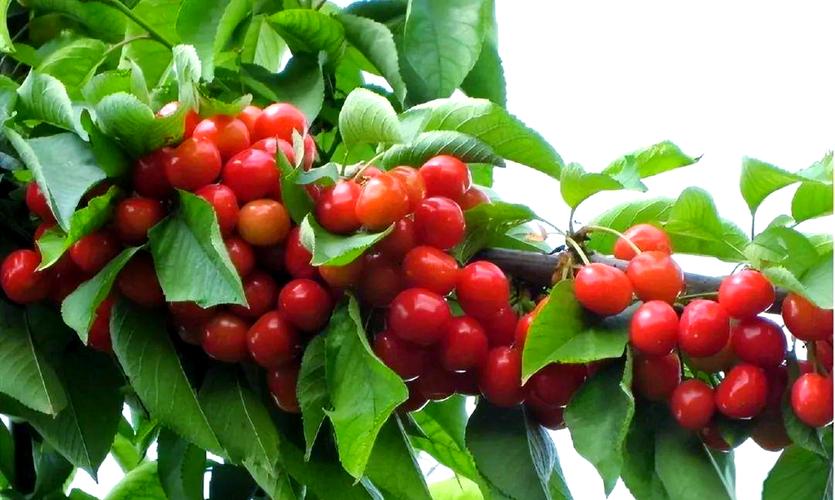 哪些樱桃品种最具发展前景？-第3张图片-宁夏农业信息网