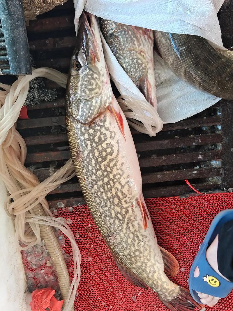 哈尔淖鱼具体有哪些品种？-第1张图片-宁夏农业信息网