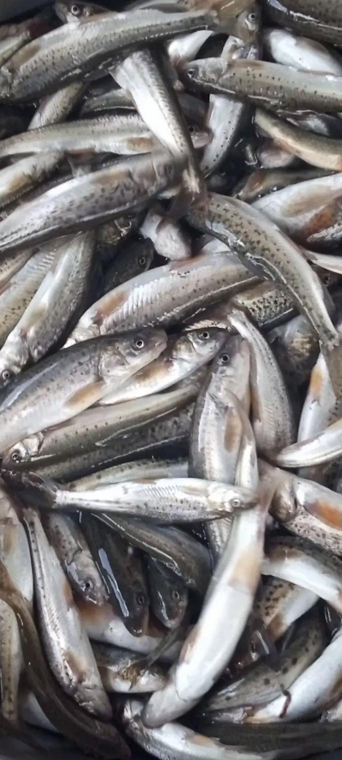 哈尔淖鱼具体有哪些品种？-第2张图片-宁夏农业信息网