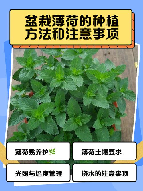 薄荷怎么养才能爆盆？-第2张图片-宁夏农业信息网