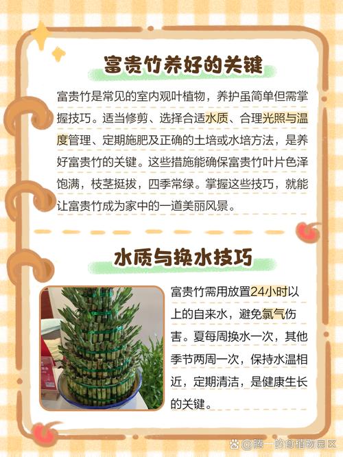 竹子怎么养？有哪些注意事项？-第1张图片-宁夏农业信息网