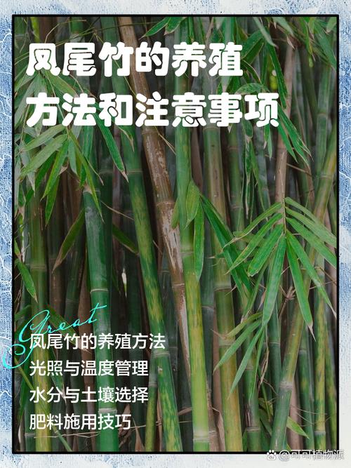 竹子怎么养？有哪些注意事项？-第2张图片-宁夏农业信息网
