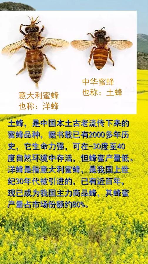 意蜂有没有定点的品种-第1张图片-宁夏农业信息网