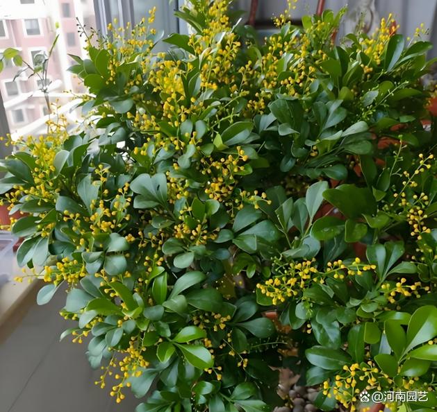 米兰怎么种？养护要注意啥？-第2张图片-宁夏农业信息网