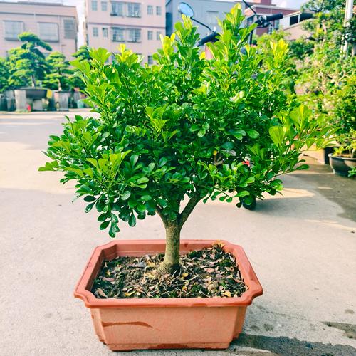 米兰怎么种？养护要注意啥？-第1张图片-宁夏农业信息网