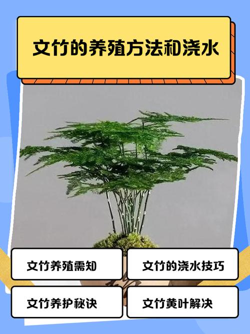 文竹怎么养才茂盛？有哪些注意事项？-第1张图片-宁夏农业信息网