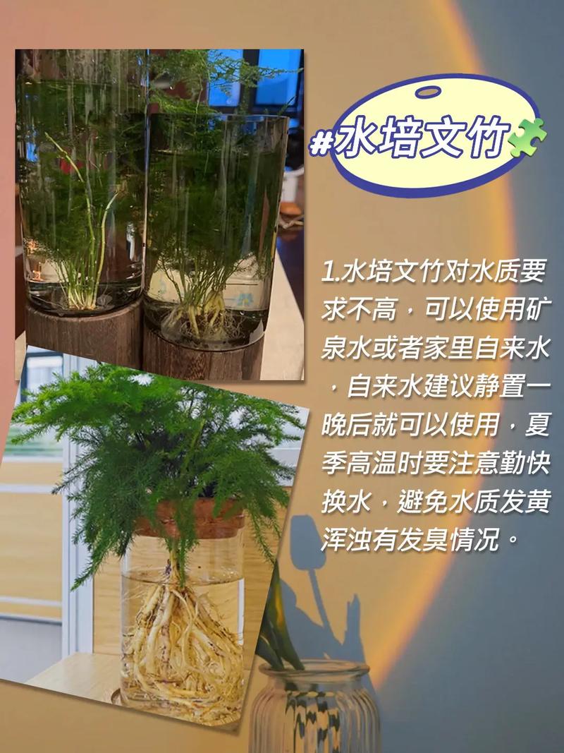 文竹怎么养才茂盛？有哪些注意事项？-第3张图片-宁夏农业信息网