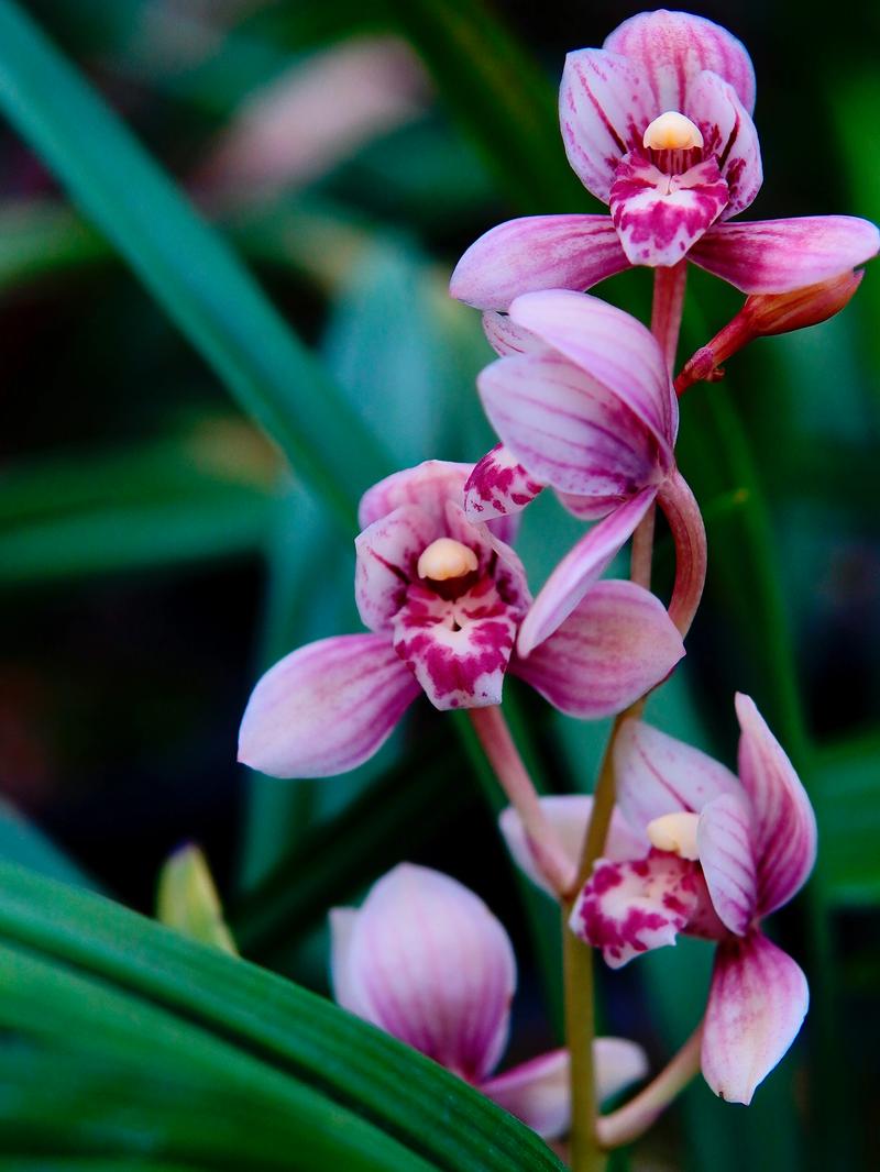 最值得养的建兰荷品种有哪些？-第2张图片-宁夏农业信息网