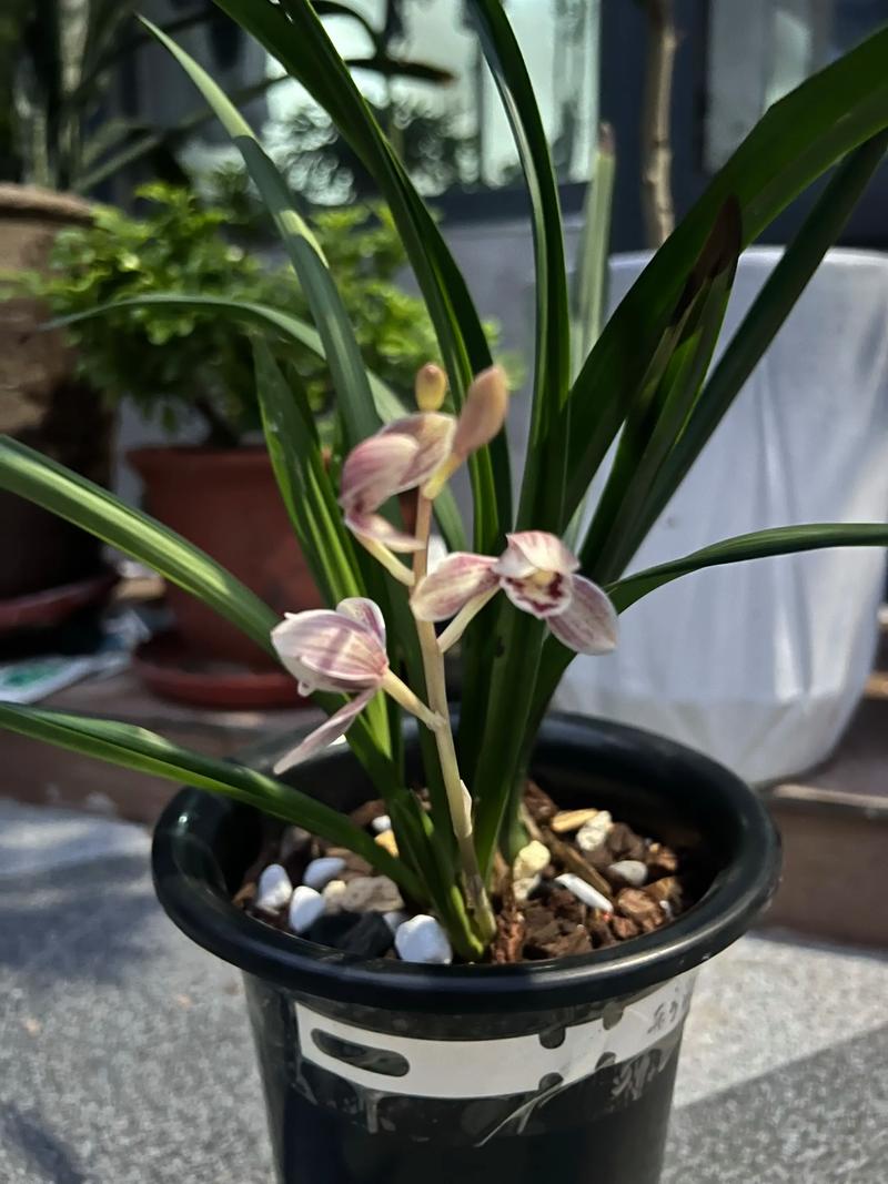 最值得养的建兰荷品种有哪些？-第1张图片-宁夏农业信息网