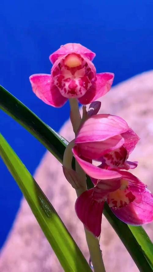 最值得养的建兰荷品种有哪些？-第3张图片-宁夏农业信息网