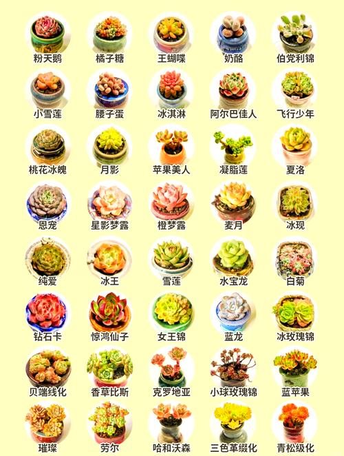 多肉品种大全图片名字有哪些？-第1张图片-宁夏农业信息网
