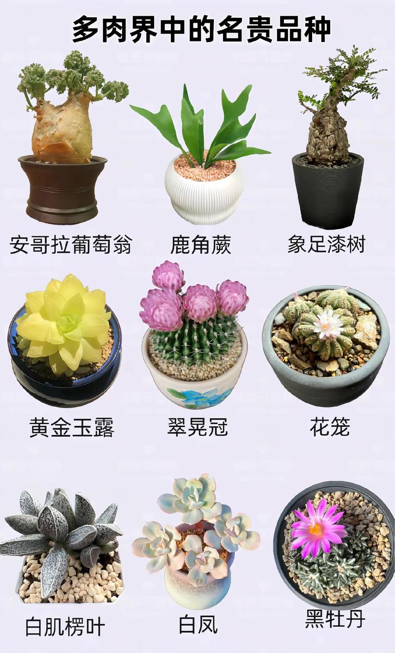 多肉品种大全图片名字有哪些？-第3张图片-宁夏农业信息网