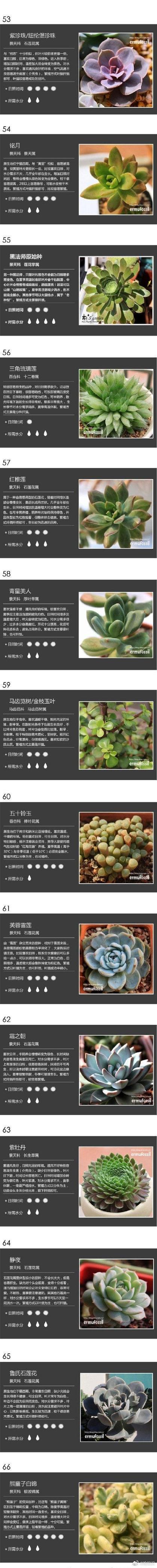 多肉品种大全图片名字有哪些？-第2张图片-宁夏农业信息网