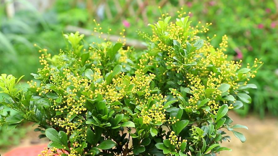 米兰怎么养？有哪些注意事项？-第1张图片-宁夏农业信息网