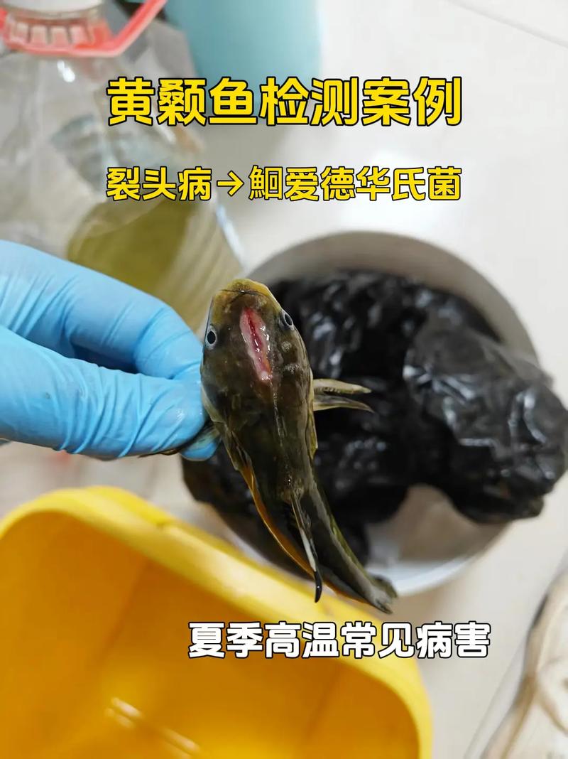 水产病害病例分析，常见病因如何快速识别？-第2张图片-宁夏农业信息网