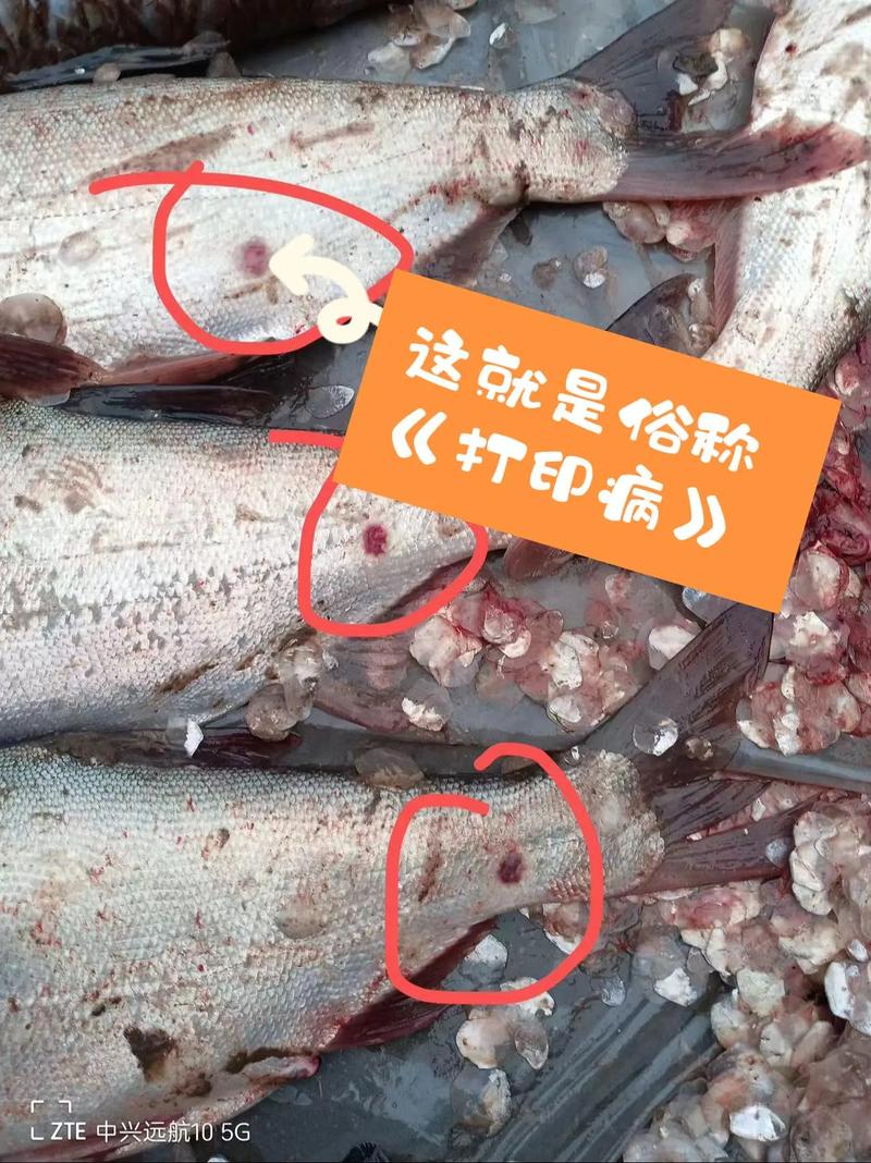 水产病害病例分析，常见病因如何快速识别？-第3张图片-宁夏农业信息网