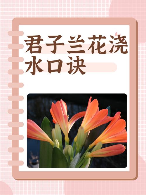 君子兰品种有哪些？视频带你识花辨种！-第1张图片-宁夏农业信息网