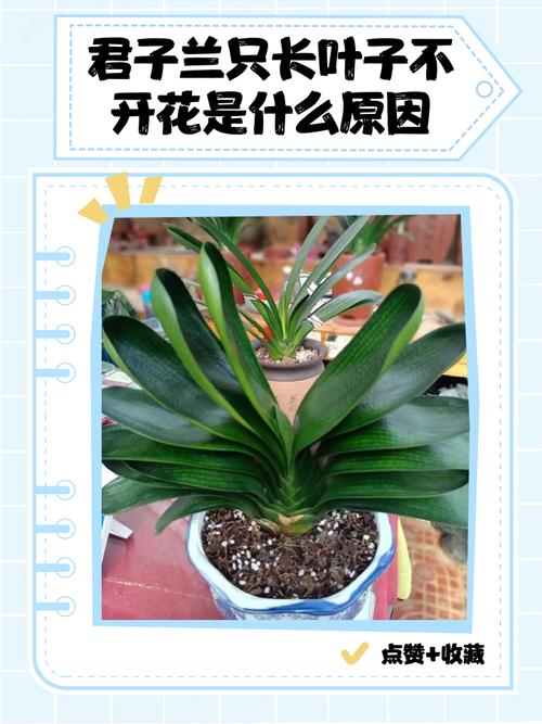 君子兰品种有哪些？视频带你识花辨种！-第2张图片-宁夏农业信息网