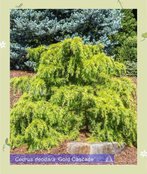 针叶树品种有哪些常见名称？-第3张图片-宁夏农业信息网