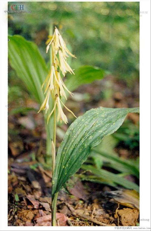 张家界兰花品种有多少？-第1张图片-宁夏农业信息网