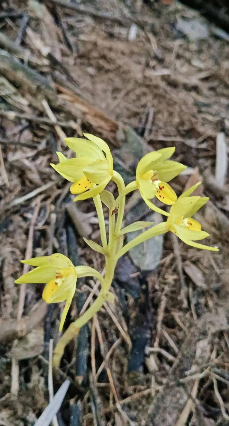 张家界兰花品种有多少？-第2张图片-宁夏农业信息网