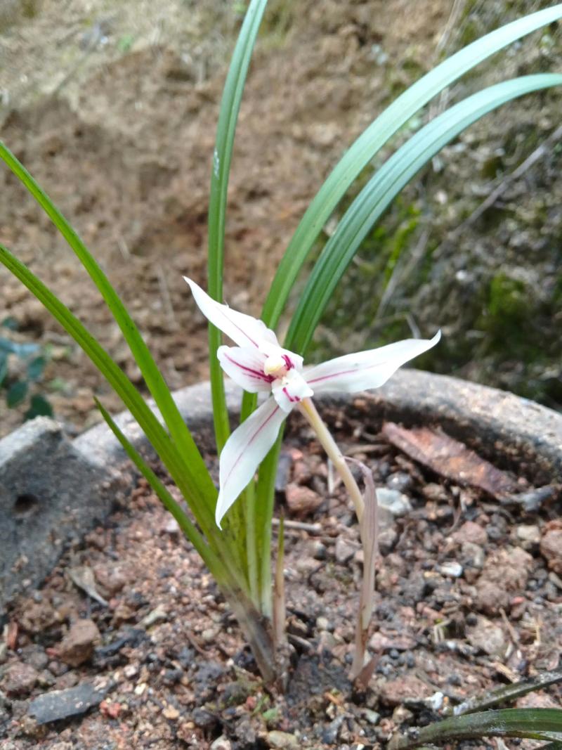 张家界兰花品种有多少？-第3张图片-宁夏农业信息网