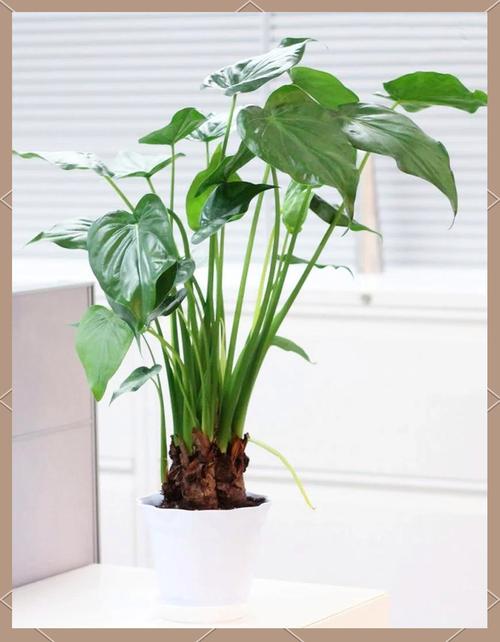 水培滴水观音怎么养才好？-第1张图片-宁夏农业信息网