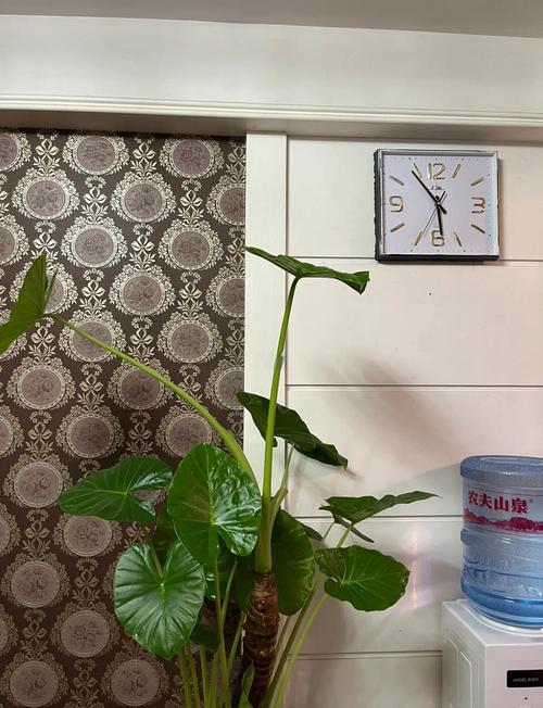 水培滴水观音怎么养才好？-第2张图片-宁夏农业信息网