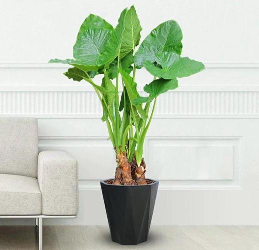 水培滴水观音怎么养才好？-第3张图片-宁夏农业信息网