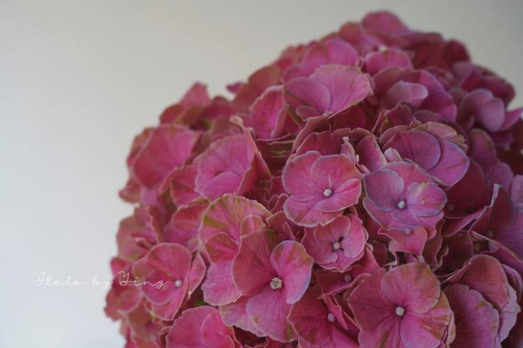 绣球大红色是什么品种？-第1张图片-宁夏农业信息网