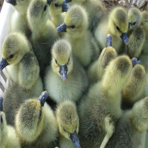 鹅苗什么品种长得最快？-第1张图片-宁夏农业信息网