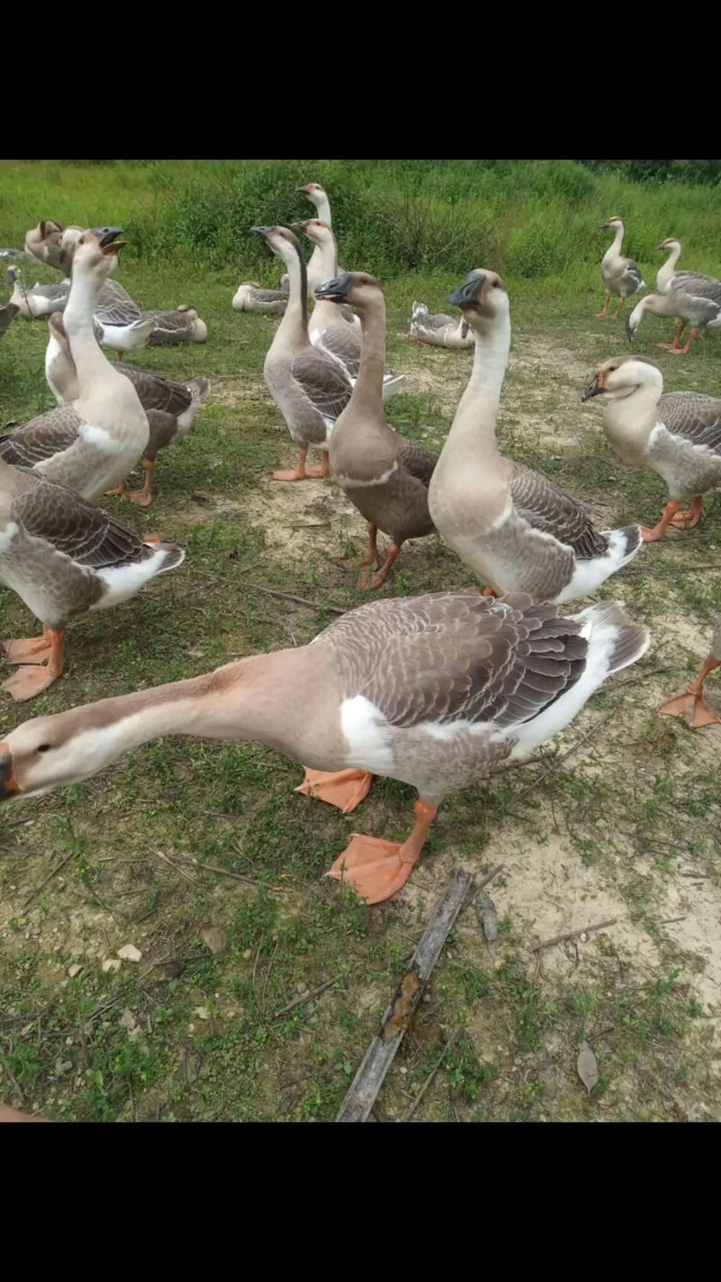 鹅苗什么品种长得最快？-第2张图片-宁夏农业信息网