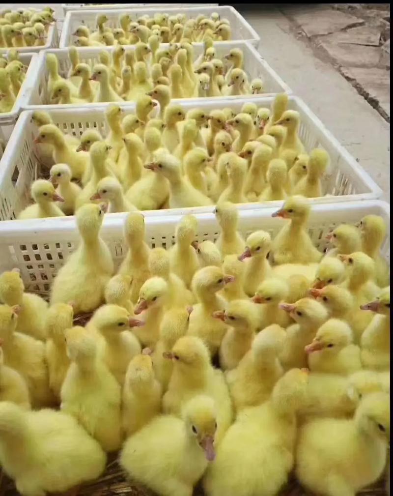 鹅苗什么品种长得最快？-第3张图片-宁夏农业信息网