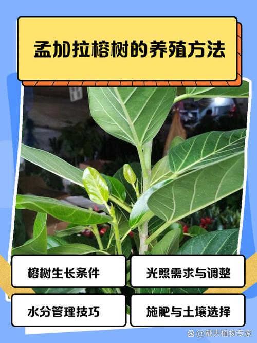 榕树怎么养才茂盛？注意事项有哪些？-第3张图片-宁夏农业信息网