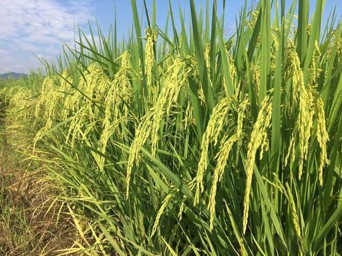水稻早熟品种有哪些？-第2张图片-宁夏农业信息网