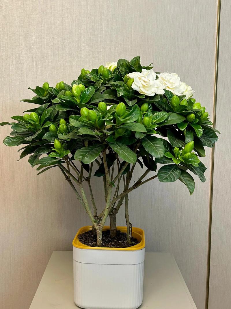 栀子花什么品种最易养活？-第2张图片-宁夏农业信息网