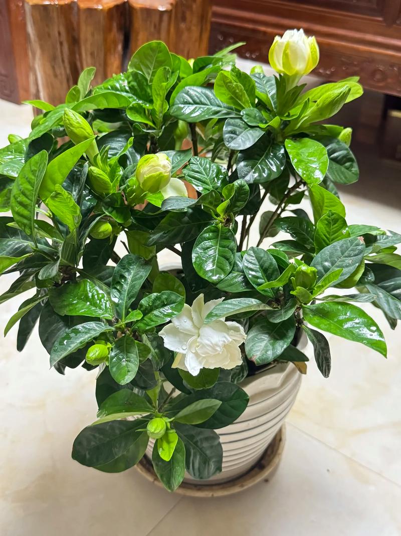 栀子花什么品种最易养活？-第3张图片-宁夏农业信息网