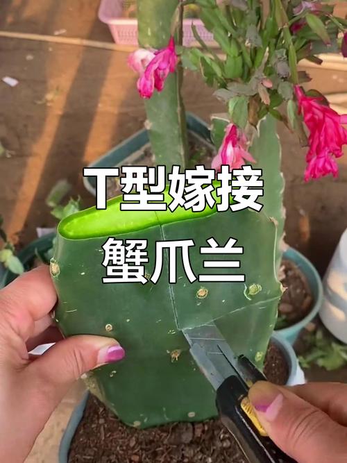 仙人掌嫁接蟹爪兰的方法-第1张图片-宁夏农业信息网