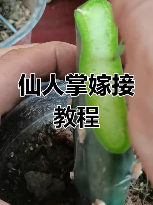 仙人掌嫁接蟹爪兰的方法-第2张图片-宁夏农业信息网