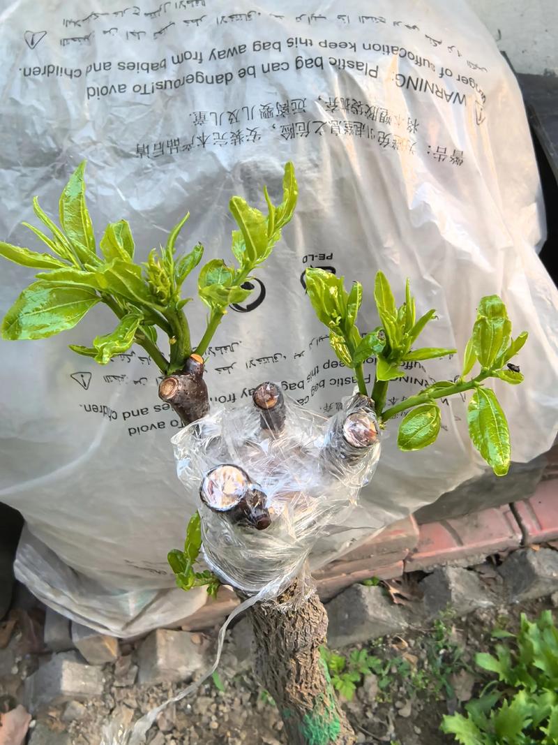 枣树不同品种能嫁接吗？-第1张图片-宁夏农业信息网