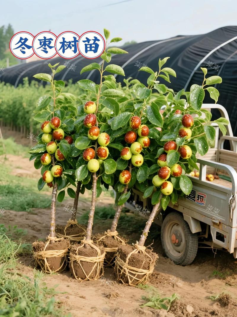 枣树不同品种能嫁接吗？-第3张图片-宁夏农业信息网